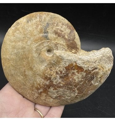 Rare British Bajocan, Middle Jurassic Ammonite from Burton Bradstock, Dorset, England (SKU A3630):- Strigoceras truellei