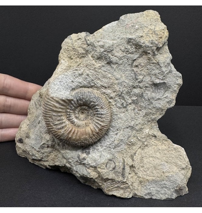 Rare British Bajocan, Middle Jurassic Ammonite from Burton Bradstock, Dorset, England (SKU A3724):- Bigotites (Prorsisphinctes) pseudomartinisi
