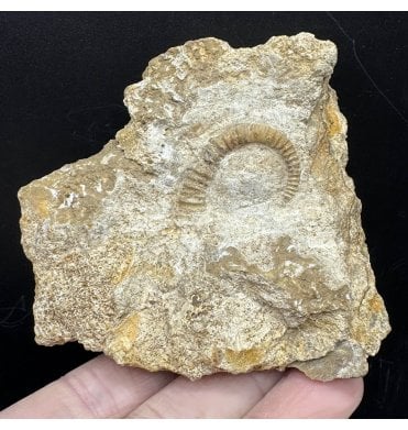 Rare British Bajocan, Middle Jurassic Heteromorphic Ammonite from Burton Bradstock, Dorset, England (SKU A3632):- Spiroceras annulatum