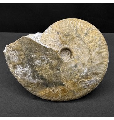 Rare British Bajocan, Upper Jurassic Ammonite from Burton Bradstock, Dorset, England (SKU A4532):- Oppelia fallax