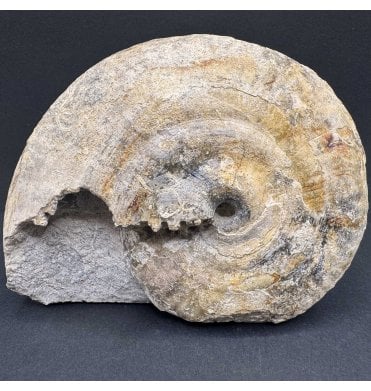 Rare British Bajocian, Middle Jurassic Ammonite from Burton Bradstock, Dorset, England (SKU A4095):- Strigoceras truelli