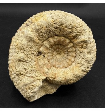 Rare British Bajocian, Middle Jurassic Ammonite from Dorset, England (SKU A3258):- Teloceras (Epalxites) cf. blagdeni