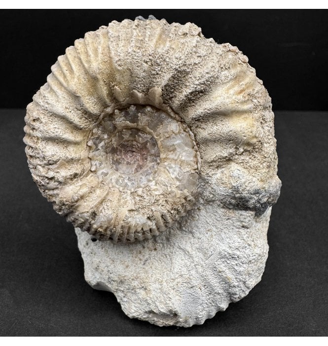 Rare British Bajocian, Middle Jurassic Ammonite from Oborne, Dorset, England (SKU A4362):- Teloceras (Epalxites) sp. Indet.