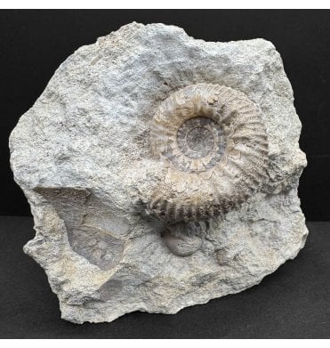 Rare British Bajocian, Middle Jurassic Ammonite from Oborne, Dorset, England (SKU A4363):- Teloceras (Epalxites) sp. Indet.
