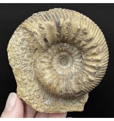 Rare British Bajocian, Middle Jurassic Ammonite from Oborne, Dorset, England (SKU A4869):- Stephanoceras mutabile