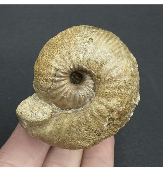 Rare British Bajocian, Middle Jurassic Ammonite from Sherborne, Dorset, England (SKU A3520):- Chondroceras evolvescens