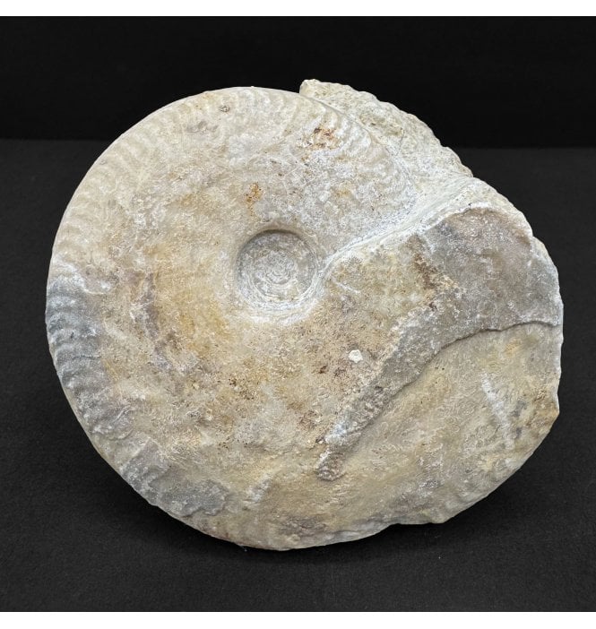 Rare British Bajocian, Upper Jurassic Ammonite from Burton Bradstock, Dorset, England (SKU A4785):- Oppelia fallax