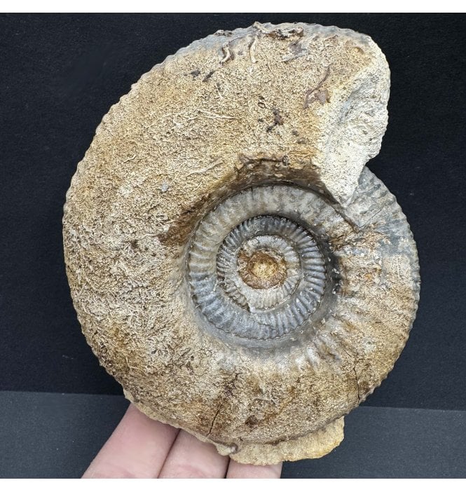 Rare British Bathonian, Upper Jurassic Ammonite from Burton Bradstock, Dorset, England (SKU A3835):- Procerites schloenbachi