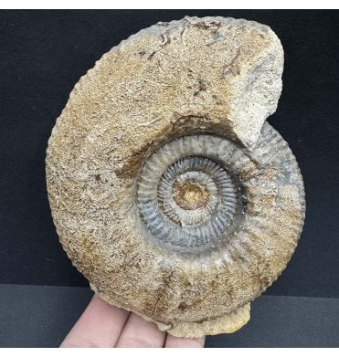 Rare British Bathonian, Upper Jurassic Ammonite from Burton Bradstock, Dorset, England (SKU A3835):- Procerites schloenbachi