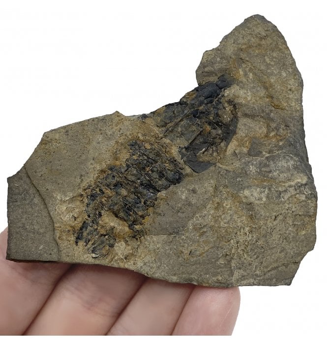 Rare British Carboniferous Shrimp from Gullane, Scotland, Great Britiain (SKU OF2161):- Pseudotealliocaris etheridgei