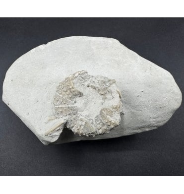 Rare British Cretaceous Chalk Sea Urchin (Echinoid) from Dover, Kent, England (SKU OF4010):- Phymosoma koenigi