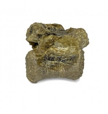 Rare British Cretaceous Dinosaur (Neornithischia) Vertebra from Isle Of Wight, England (SKU V4606):- Hypsilophodon foxii