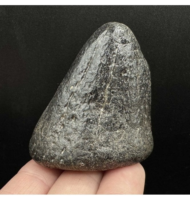 Rare British Cretaceous Dinosaur Ornithopod (Iguanodontid) Thumb Spike from Isle of Wight, England (SKU V6663):- Iguanodontid sp. indet.