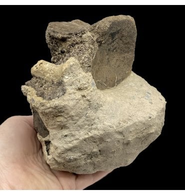 Rare British Cretaceous Dinosaur Ornithopod (Iguanodontid) Vertebra from Isle of Wight, England (SKU V5911):- Mantellisaurus cf. atherfieldensis