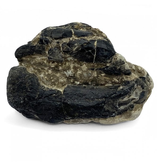Rare British Cretaceous Theropod Dinosaur Distal End of a Metatarsal from Isle Of Wight, England (SKU V5212):-  Theropoda sp.indet