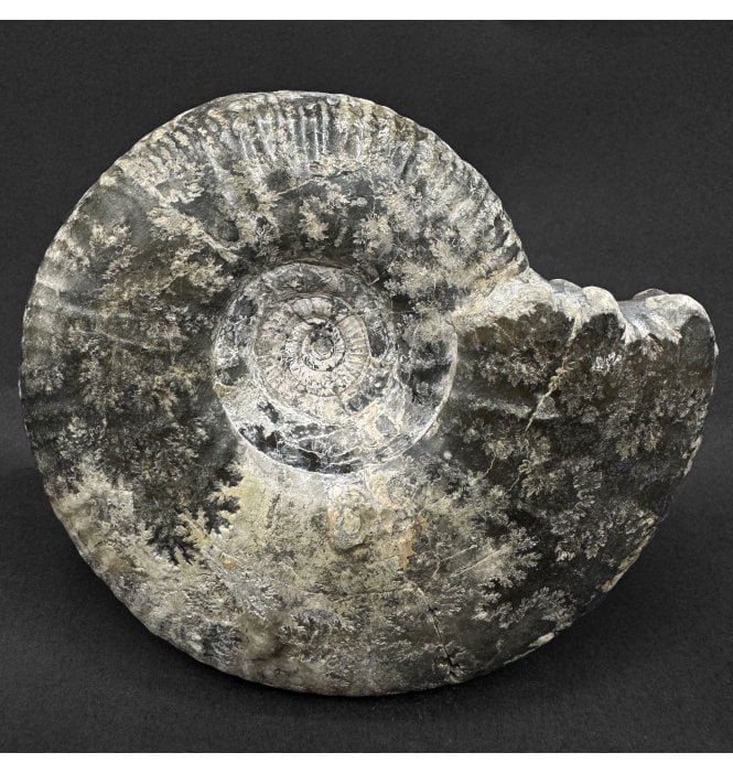Rare British Kimmeridgian, Upper Jurassic Ammonite from Ringstead, Dorset, England (SKU A5036):- Ringsteadia frequens