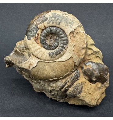 Rare British Lower Jurassic, Lower Lias Ammonite from Robin Hood’s Bay, England (SKU A4372):- Leptechioceras macdonnelli