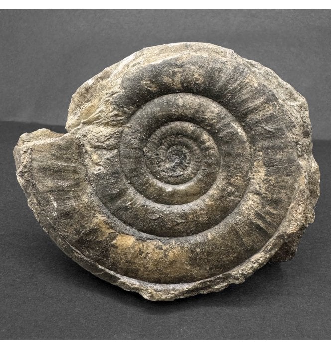 Rare British Lower Jurassic, Lower Lias Ammonite from Scunthorpe, England (SKU A4370):- Leptechioceras macdonnelli