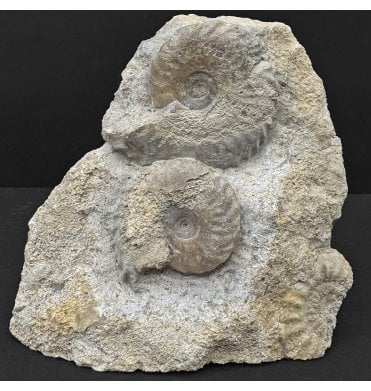 Rare British Lower Jurassic, Upper Lias Ammonite Cluster from Somerset, England (SKU A4802):- Tragophylloceras ibex