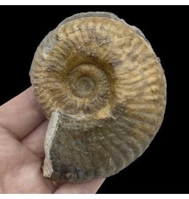 Rare British Lower Jurassic, Upper Lias Ammonite from Illminster, Somerset, England (SKU A2684):- Phymatoceras robustum