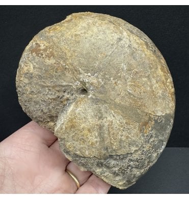 Rare British Lower Jurassic, Upper Lias Ammonite from Radstock, Somerset, England (SKU A4020):- Fastigiceras clausum