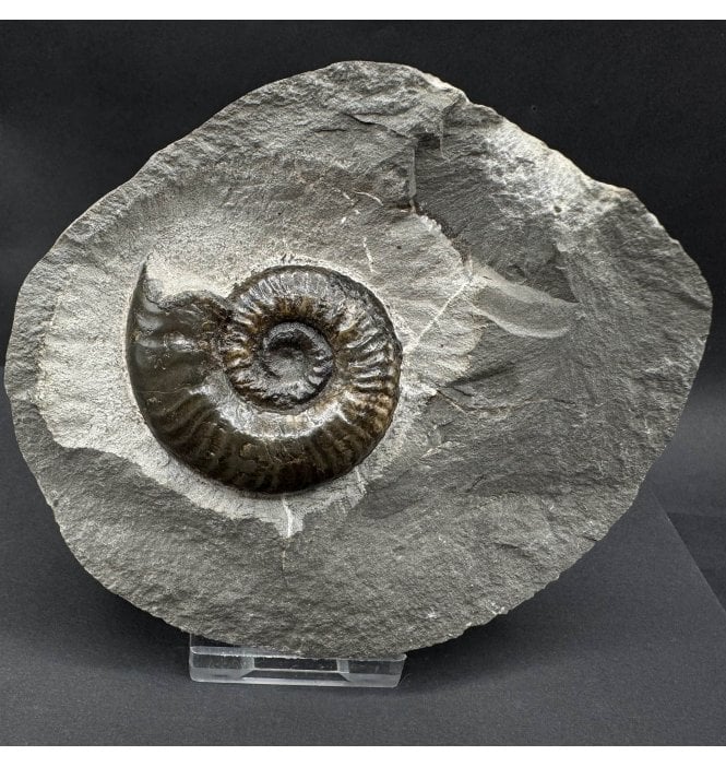 Rare British Lower Jurassic, Upper Lias Ammonite from Ravenscar, Whitby, North Yorkshire, England (SKU A4576):- Grammoceras thouarense