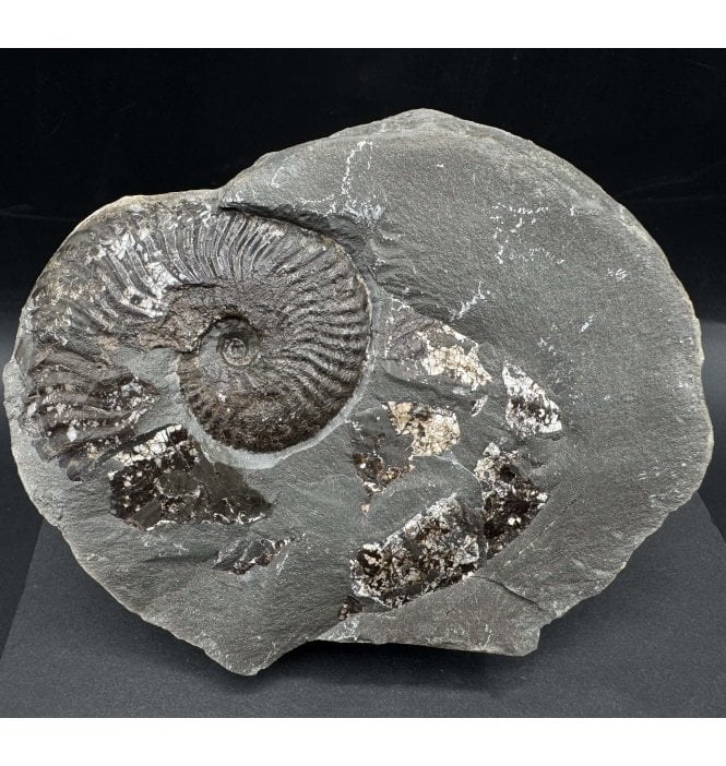 Rare British Lower Jurassic, Upper Lias Ammonite from Whitby, North Yorkshire, England (SKU A4239):- Pseudolioceras lythense