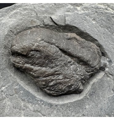 Rare British Lower Jurassic, Upper Lias Fossil Coprolite (poo) from Whitby, North Yorkshire, England (SKU V7890)