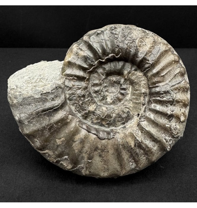 Rare British Lower Lias, Lower Jurassic Ammonite from Redcar, Nr. Whitby, North Yorkshire, England (SKU A4841):- Agassiceras scipionianum
