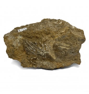 Rare British Middle Carboniferous Crinoid from Richmond, North Yorkshire, England (SKU OF1971):- Woodocrinus macrodactylus