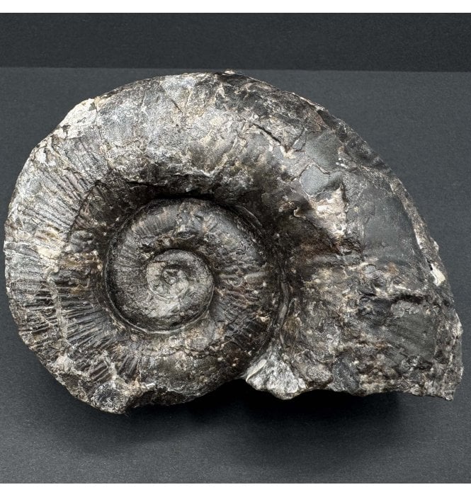 Rare British Middle Lias, Lower Jurassic Ammonite from Staithes, Whitby, England (SKU A4011):- Lytoceras cf. fibriatum