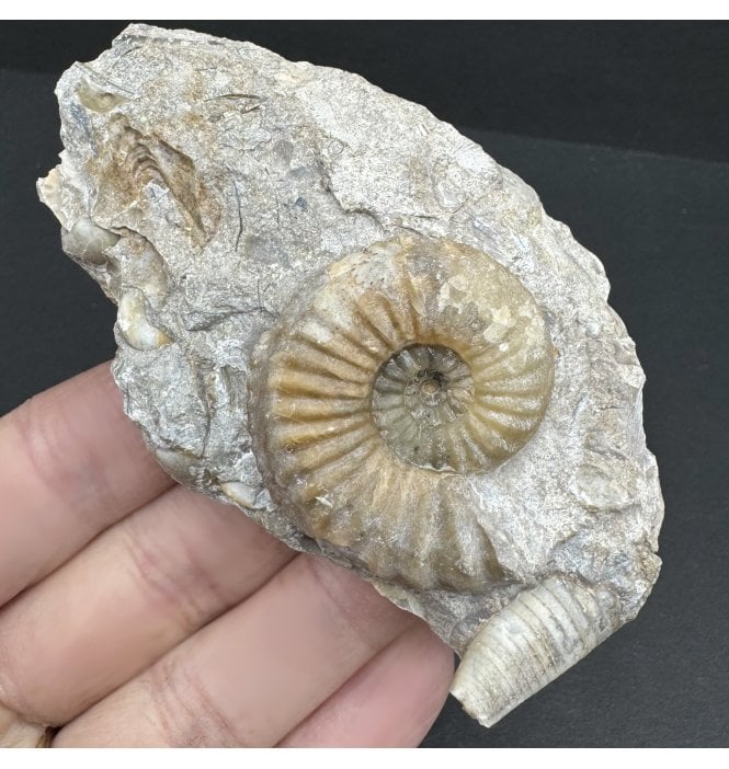 Rare British Middle Lias, Middle Jurassic Ammonite from Tewkesbury, England (SKU A3848):- Pleuroceras apyrenum