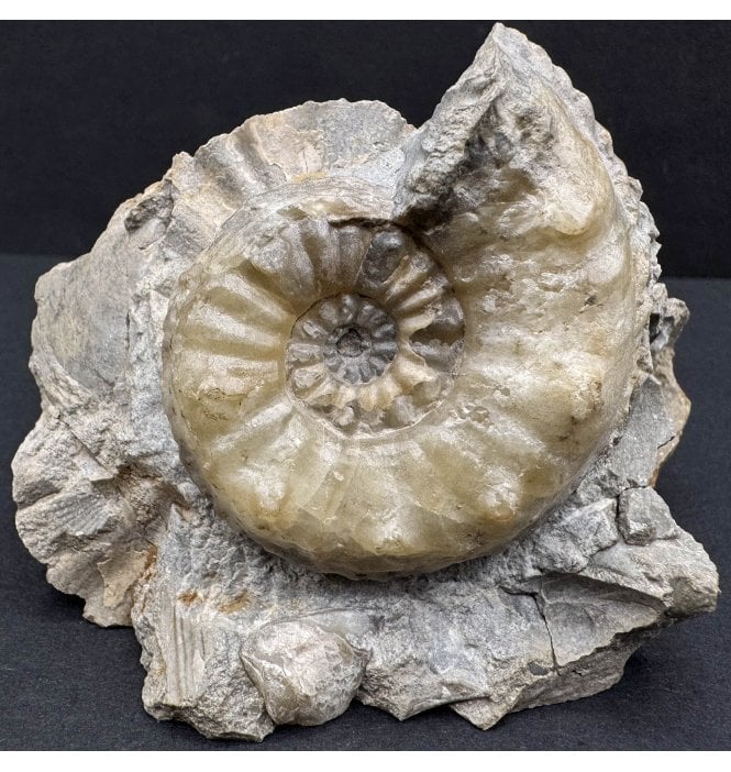 Rare British Middle Lias, Middle Jurassic Ammonite from Tewkesbury, England (SKU A3909):- Pleuroceras salebrosum