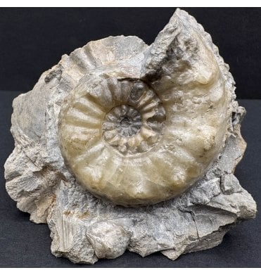 Rare British Middle Lias, Middle Jurassic Ammonite from Tewkesbury, England (SKU A3909):- Pleuroceras salebrosum