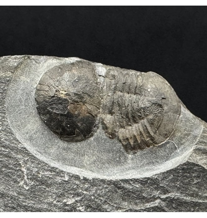 Rare British Ordovician Cyclopygid Trilobite from Builth Wells, Wales (SKU T1508):- Degamella sp. indet.