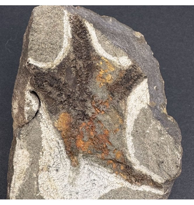 Rare British Ordovician Starfish from Girvan, Scotland (SKU OF3423):- Girvanaster sculptus