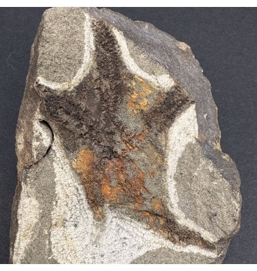 Rare British Ordovician Starfish from Girvan, Scotland (SKU OF3423):- Girvanaster sculptus