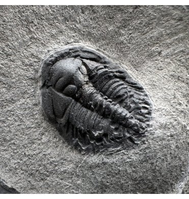 Rare British Ordovician Trilobite from Shropshire, England (SKU T1449):- Dindymene didymograpti