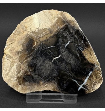 Rare British Purbeck, Upper Jurassic Fossil Wood from Portland, England (SKU OF4384):- Purbeck Fossil Wood