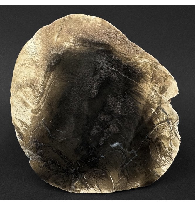 Rare British Purbeck, Upper Jurassic Fossil Wood from Portland, England (SKU OF4396):- Purbeck Fossil Wood