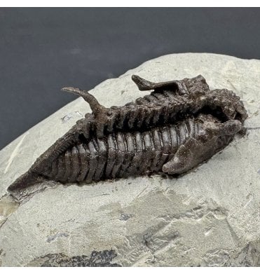 Rare British Silurian Trilobite from Malvern, Worcestershire, England (SKU T1328):- Encrinurus tuberculata