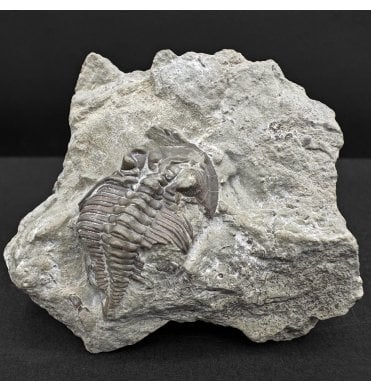 Rare British Silurian Trilobite from Malvern, Worcestershire, England (SKU T1512):- Dalmanites cf. caudatus