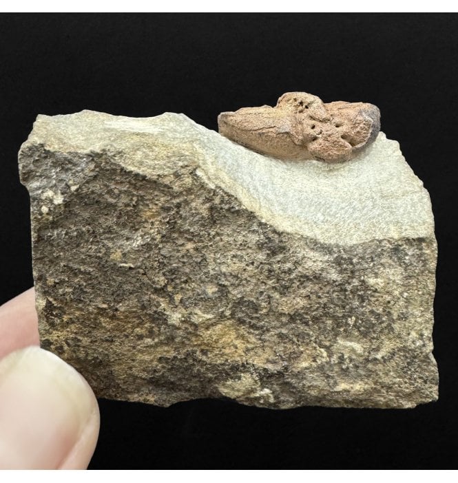 Rare British Upper Ordovician Trilobite from Girvan, Scotland (SKU T1517):- Paracybeloides girvanensis