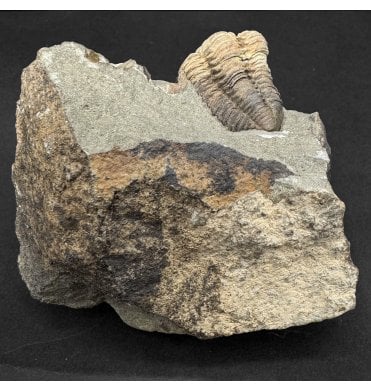 Rare British Upper Ordovician Trilobite from Lady Burn, Girvan, Ayrshire, Scotland (SKU T1513):- Diacalymene drummuckensis