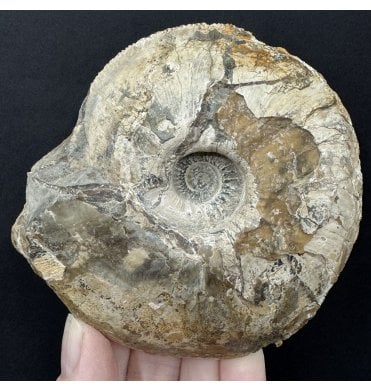 Rare British Upper Oxfordian, Middle Jurassic Ammonite from Lincolnshire, England (SKU A5050):- Amoeboceras (Prionodoceras) serratum var. excentricum