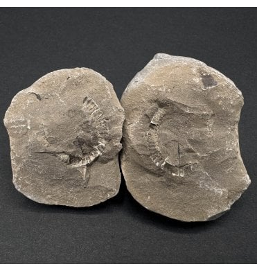 Rare Britsh Carboniferous Millipede in a Pebble from Crock Hey, Wigan, Lancashire, England (SKU OF3421):- Xyloiulus sp.