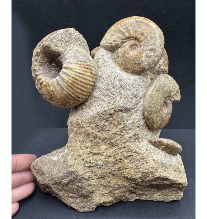 Rare Callovian Middle Jurassic Ammonite Cluster from East Yorkshire, England (SKU A3875):- Cadoceras sublaeve and Catasigaloceras enodatum