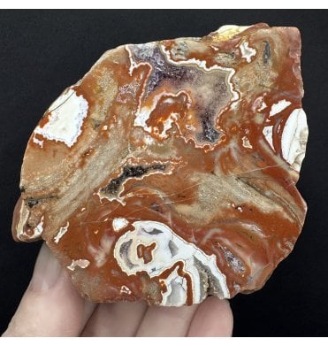 Rare Cambrian Stromatolite from Northern Territories, Australia (SKU OF4409):- Conophyton basalticum