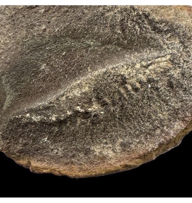 Rare Carboniferous Fossil Shrimp from Illinois, USA (SKU OF3899):- Belotelson magister