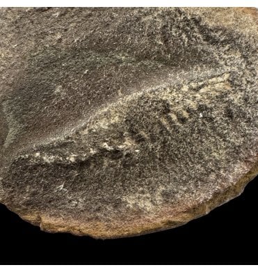 Rare Carboniferous Fossil Shrimp from Illinois, USA (SKU OF3899):- Belotelson magister